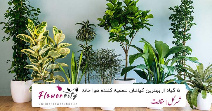 5 گیاه تصفیه کننده هوا خانه