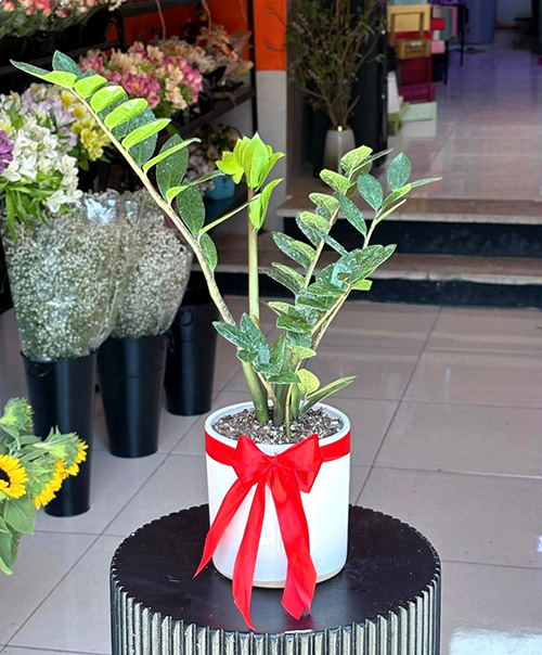 گل اپارتمانی زاموفیلا در سنندج