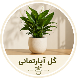 گل آپارتمانی