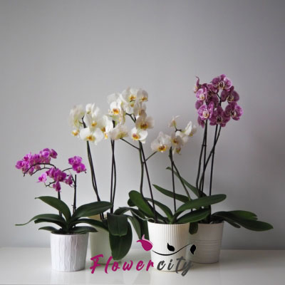 گل آپارتمانی در سنندج ❤ سفارش آنلاین گل طبیعی